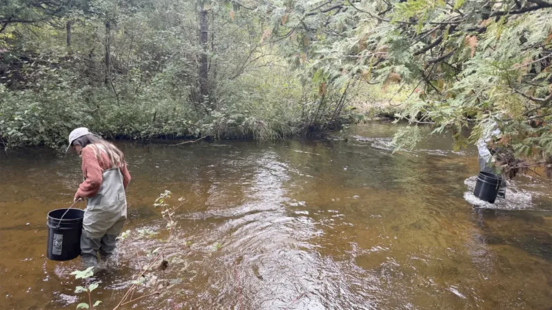 No grayling seen in Michigan wild after release, but hope remains